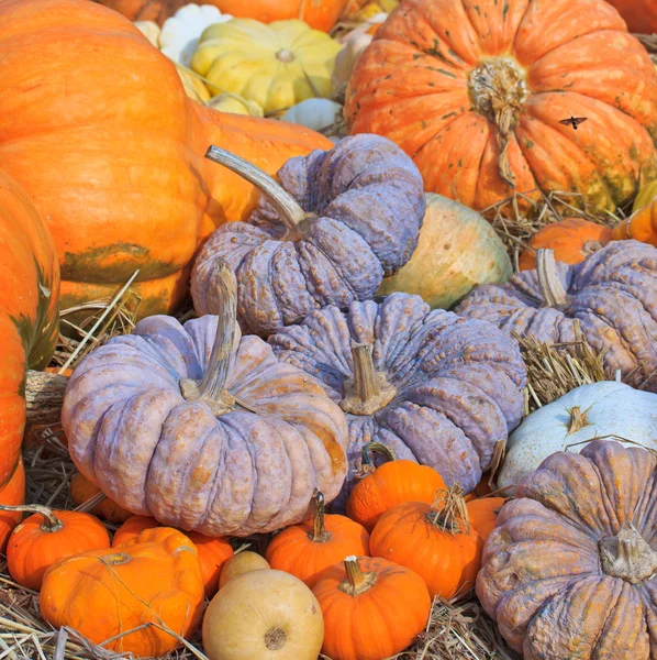 Pumpkin variety — Stock Photo, Image