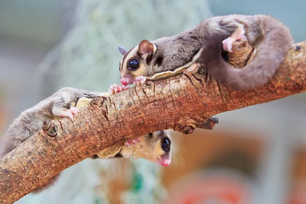 Sugar gliders — Stock Photo, Image