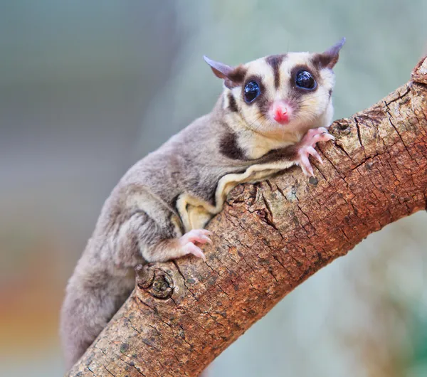 Sugar glider — Stock Photo, Image