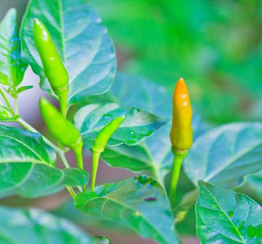 bitki üzerinde kırmızı biber biber