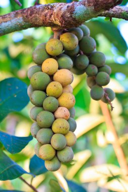 Tayland tropikal meyveler.