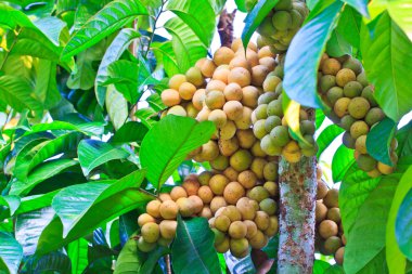 Tayland tropikal meyveler.