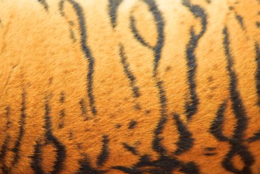 güzel kaplan doku kürk