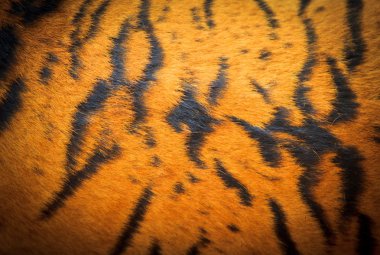 güzel kaplan doku kürk