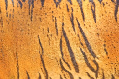 güzel kaplan doku kürk