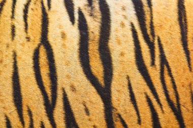 güzel kaplan doku kürk