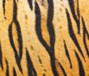 güzel kaplan doku kürk