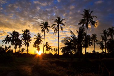 Hindistan cevizi ağacı yukarıdan görünüm