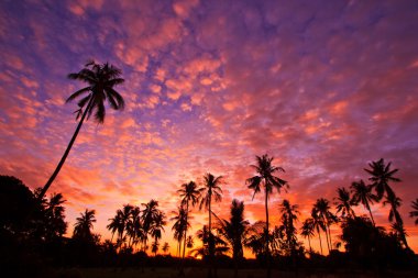 Hindistan cevizi ağacı yukarıdan görünüm