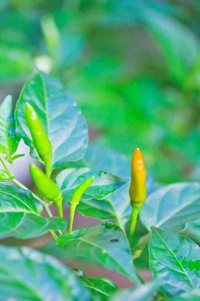 Rote Chilischote auf der Pflanze — Stockfoto
