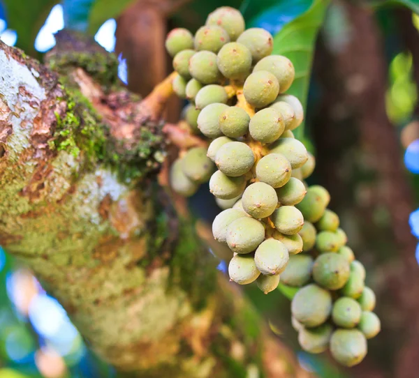 Tropische vruchten in thailand. — Stockfoto