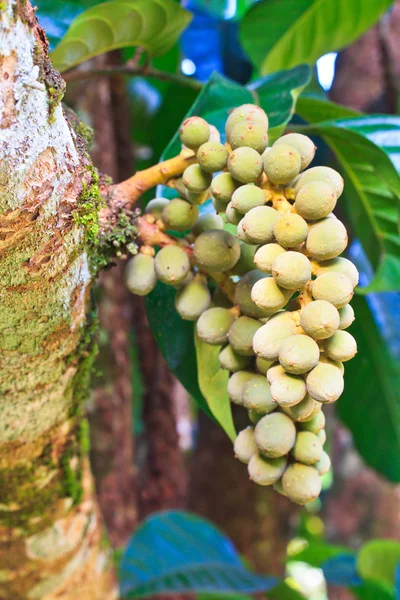 Tropische vruchten in thailand. — Stockfoto