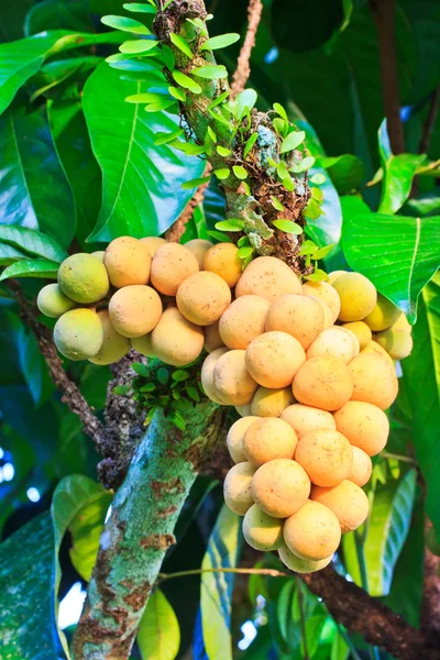 Tropical fruits in Thailand. — Stock Photo, Image