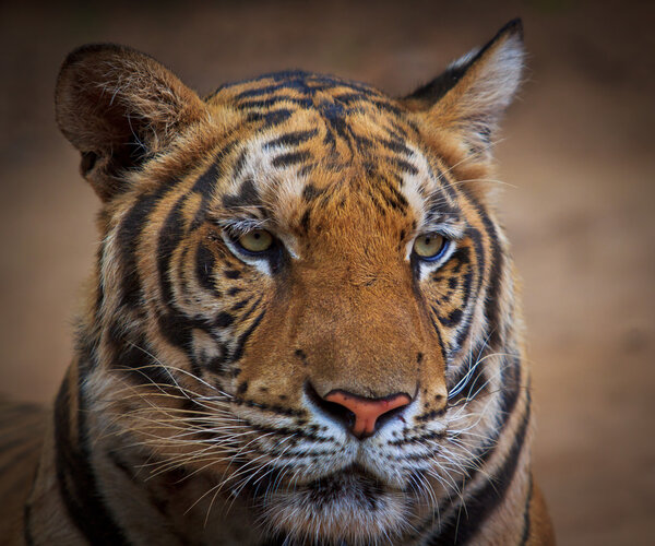 Danger tiger close up