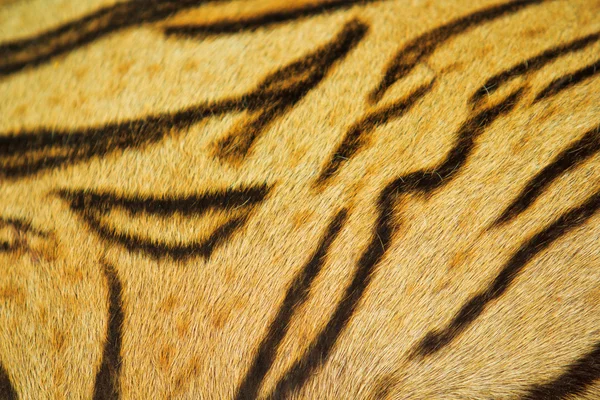 Linda textura de pele de tigre — Fotografia de Stock