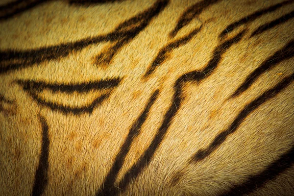 Beautiful tiger fur texture — Stock Photo, Image