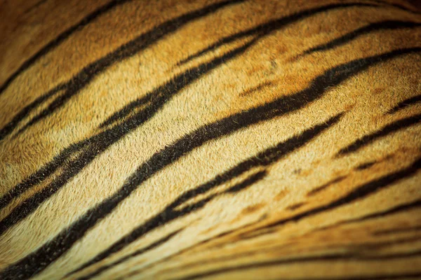 Güzel kaplan doku kürk — Stok fotoğraf
