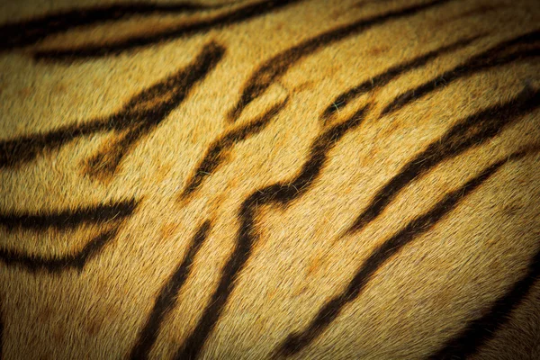 Beautiful tiger fur texture — Stock Photo, Image