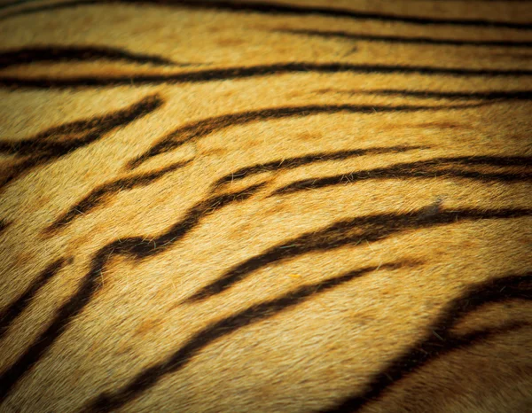 Tygrys piękne futro tekstura — Zdjęcie stockowe
