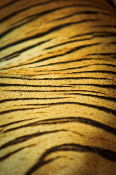 Bella trama di pelliccia di tigre — Foto Stock