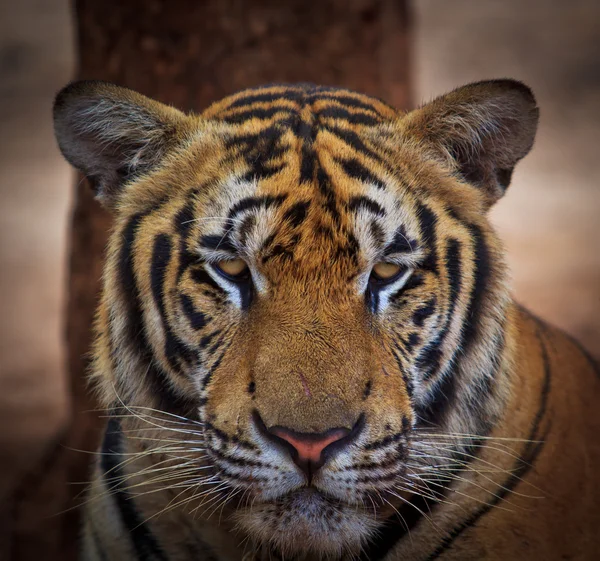 Tigre — Fotografia de Stock