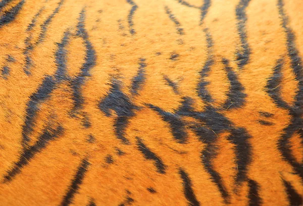 Hermosa textura de piel de tigre — Foto de Stock