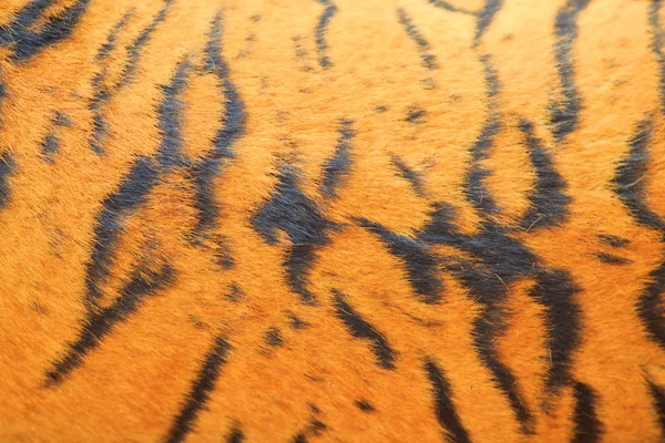 Красива текстура тигрового хутра — стокове фото