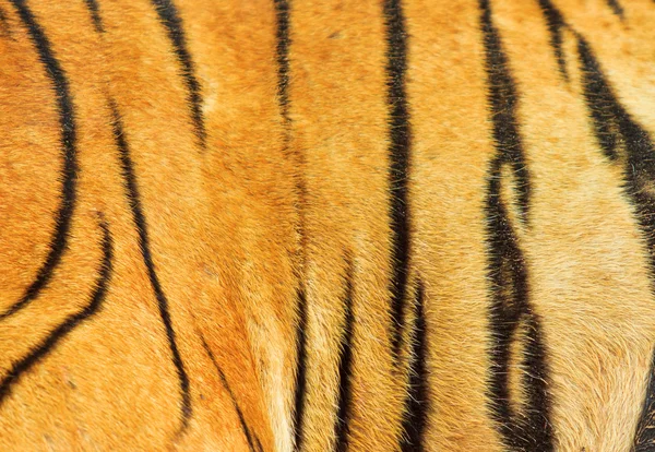 Beautiful tiger fur texture — Stock Photo, Image