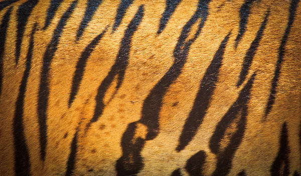 Hermosa textura de piel de tigre — Foto de Stock