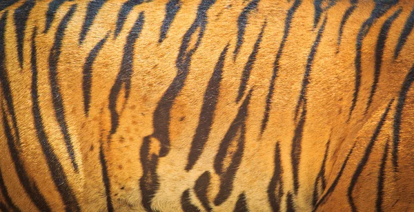 Linda textura de pele de tigre — Fotografia de Stock