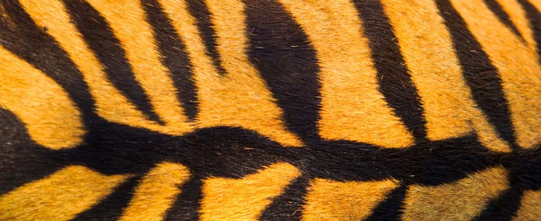 Hermosa textura de piel de tigre —  Fotos de Stock
