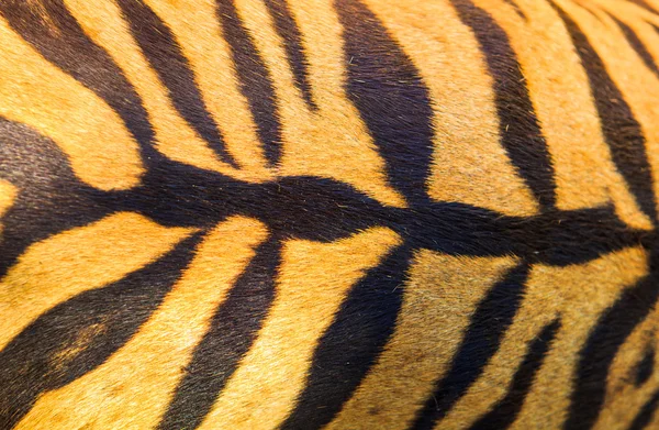 Hermosa textura de piel de tigre — Foto de Stock