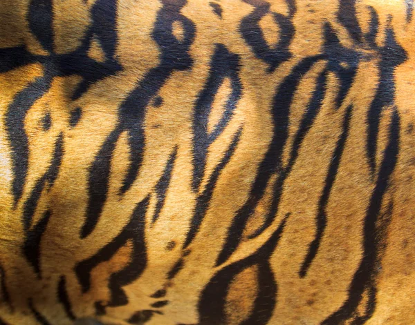 Beautiful tiger fur texture — Stock Photo, Image