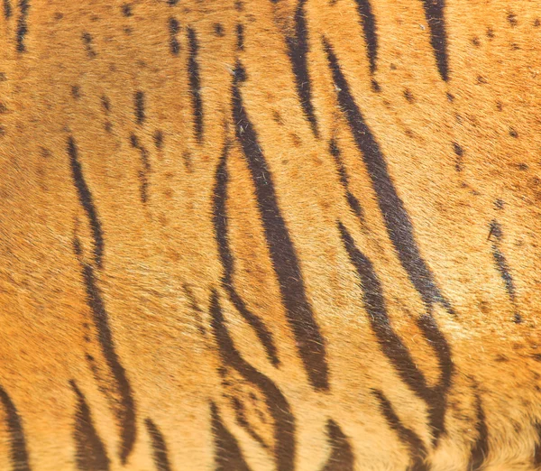 Hermosa textura de piel de tigre — Foto de Stock