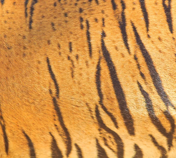 Beautiful tiger fur texture — Stock Photo, Image