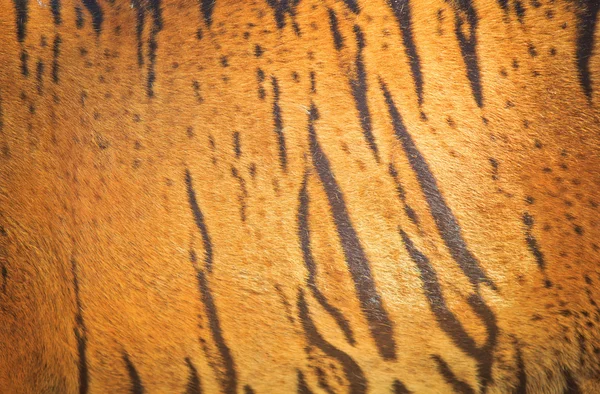 Schöne Tigerfelltextur — Stockfoto