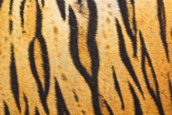 Beautiful tiger fur texture — Stock Photo, Image