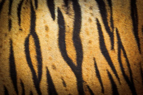 Красива текстура тигрового хутра — стокове фото
