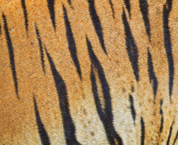 Beautiful tiger fur texture — Stock Photo, Image