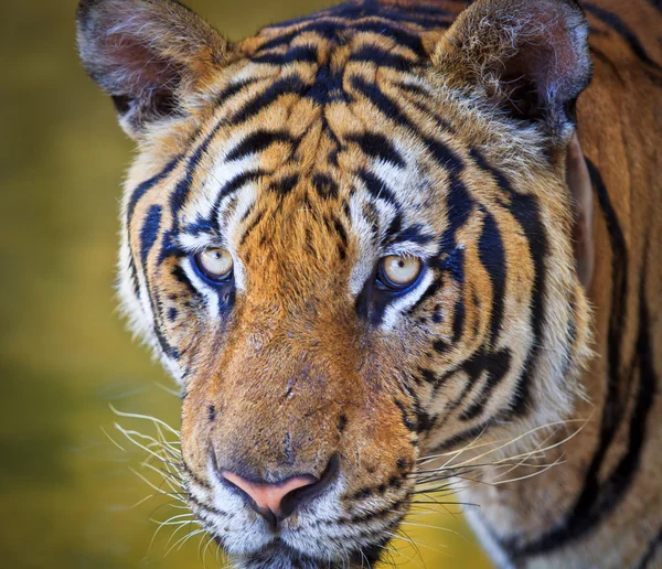 Tiger — Stockfoto