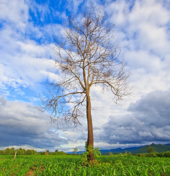 Mrtvý strom na poli — Stock fotografie