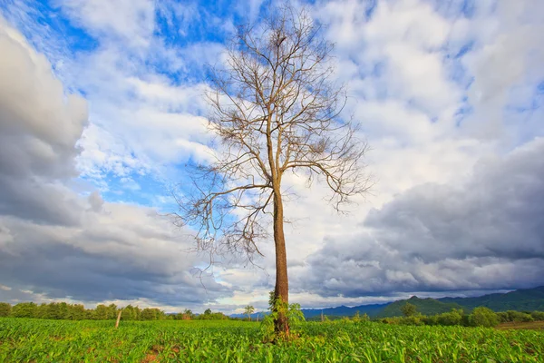 Árbol muerto en el campo —  Fotos de Stock