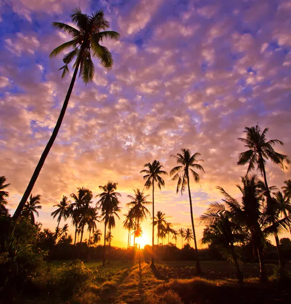 Zobacz sylwetki drzewa kokosowego — Zdjęcie stockowe