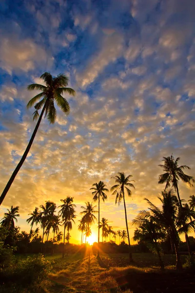 코코넛 나무의 윤곽을 보여 보기 — 스톡 사진