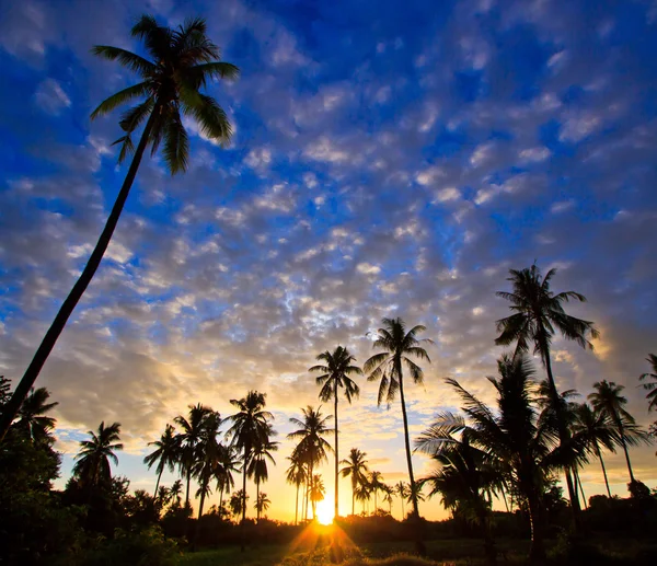 Vista silueta de cocotero — Foto de Stock