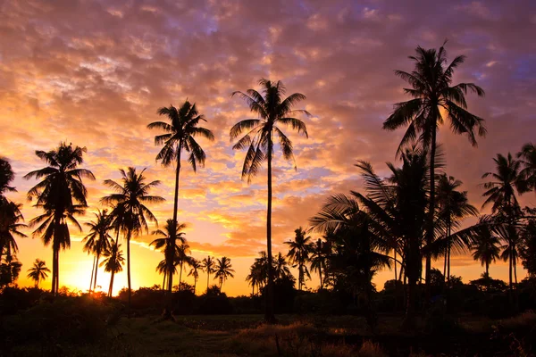 Vista silueta de cocotero — Foto de Stock