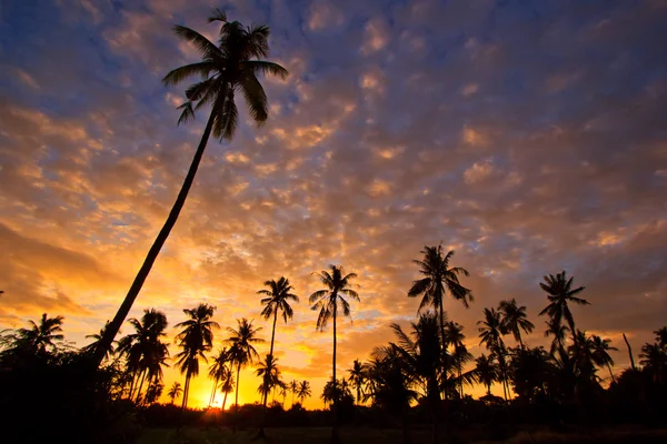 Pohled siluetu kokosová palma — Stock fotografie