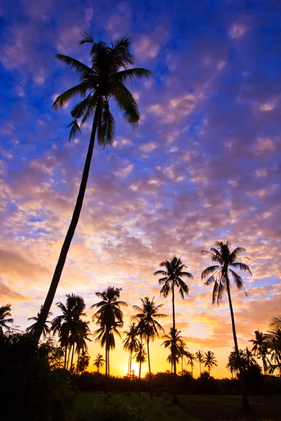 View silhouetted of coconut tree — Stock Photo, Image