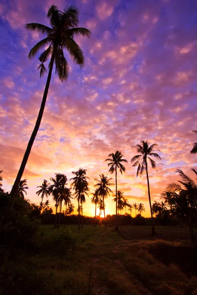 View silhouetted of coconut tree — Stock Photo, Image