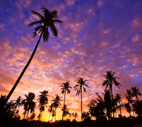 Pohled siluetu kokosová palma — Stock fotografie